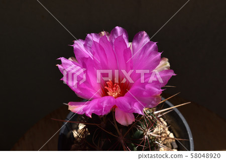 Cactus, president 58048920