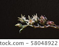 Succulent plants 58048922