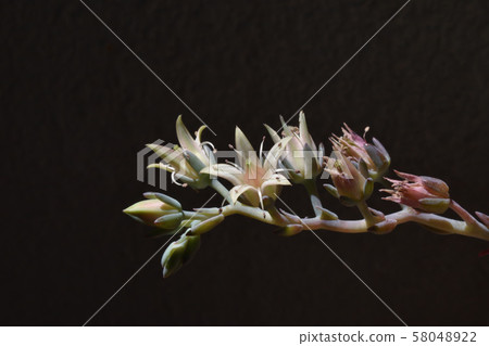 Succulent plants Succulent plants 58048922