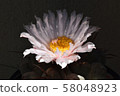 Cactus 58048923
