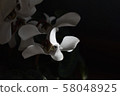 Garden species cyclamen 58048925
