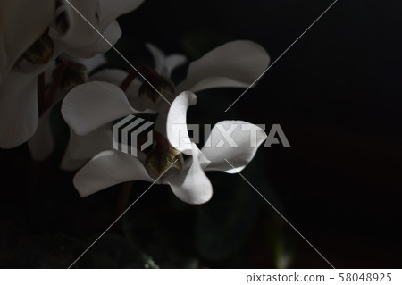 Garden species cyclamen 58048925