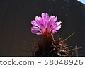 Cactus, president 58048926