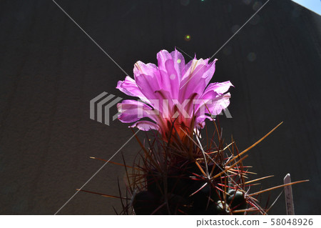 Cactus, president 58048926