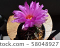 Cactus, president 58048927