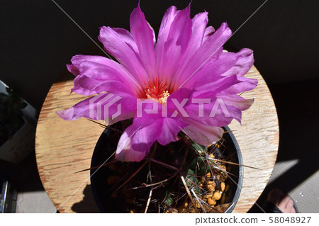Cactus, president 58048927