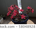 Takitasubura 58048928