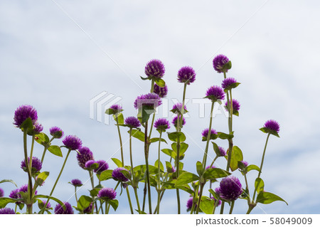 京畿道良州市秋日洪 58049009
