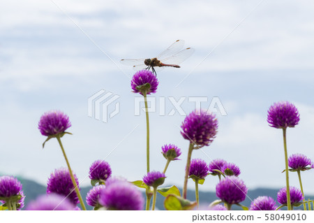 京畿道良州市秋日洪 58049010