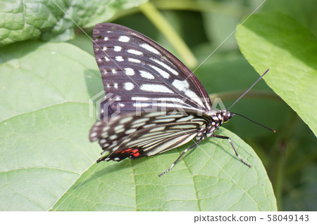 Specified alien beetle Specified alien beetle 58049143