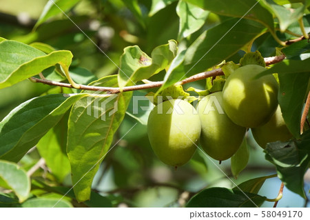 Persimmon tree 58049170
