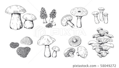 Hand drawn mushrooms. Vintage sketch of porcini portobello fungus morel truffle and oyster mushrooms Hand drawn mushrooms. Vintage sketch of porcini portobello fungus morel truffle and oyster mushrooms 58049272