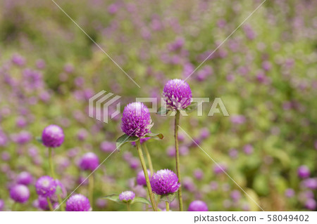 京畿道楊州市粉紅色的千日紅 58049402