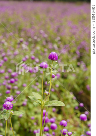 京畿道楊州市粉紅色的千日紅 58049403