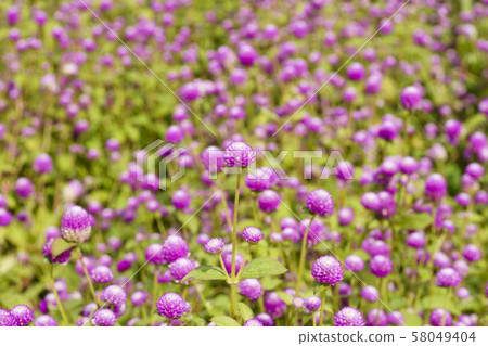 京畿道楊州市粉紅色的千日紅 58049404