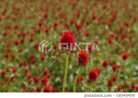 京畿道揚州，天一紅，秋天 58049409