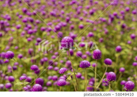 Cheon Il Hong, Red, Autumn, Yangzhou, Gyeonggi-do Cheon Il Hong, Red, Autumn, Yangzhou, Gyeonggi-do 58049410