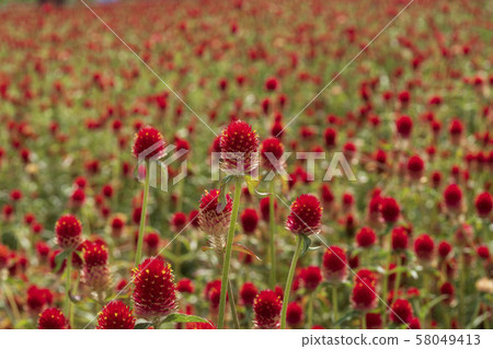 京畿道揚州，天一紅，秋天 58049413