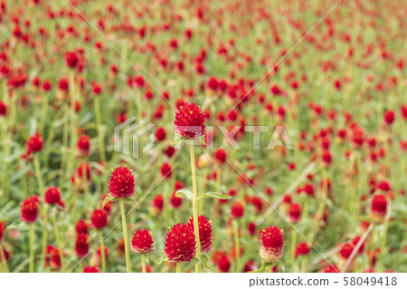 Cheon Il Hong, Red, Autumn, Yangzhou, Gyeonggi-do Cheon Il Hong, Red, Autumn, Yangzhou, Gyeonggi-do 58049418