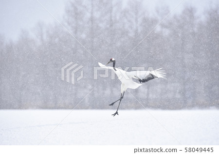 Japanese crane (Tsurui, Hokkaido) flying to a feeding ground where it snows 58049445