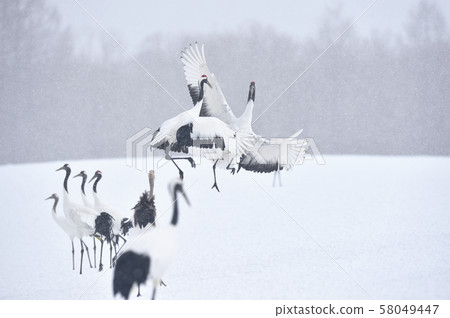 Japanese crane battle (Tsurui, Hokkaido) Japanese crane battle (Tsurui, Hokkaido) 58049447