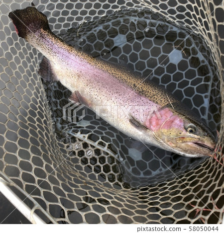 Large rainbow trout 58050044