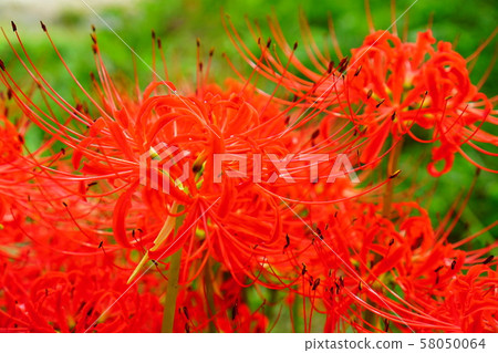 群集孤挺花 群集孤挺花 58050064