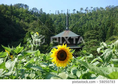 Sunflower and Mie Tower (Akutsu Hachiman Shrine) 58050783