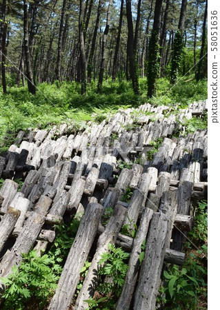 Cultivation of mushrooms (shiitake) Cultivation of mushrooms (shiitake) 58051636