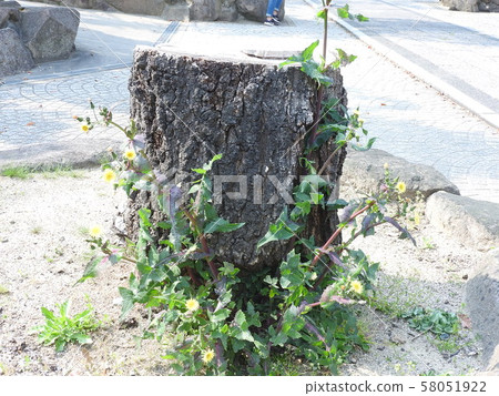 樹墩 58051922
