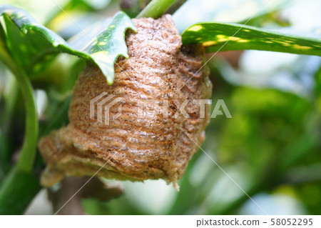斑點的青木上的螳螂蛋 58052295