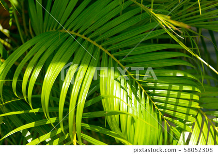 Tropical green palm closeup leaves background. Tropical green palm closeup leaves background. 58052308