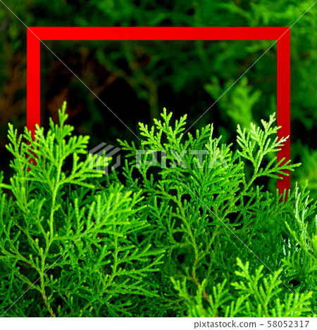 Green thuja branches with needles. Nature Christmas banner. Red frame with copyspace. 58052317