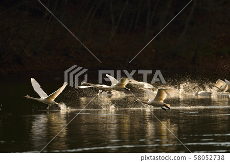 天鵝在奧克 58052738