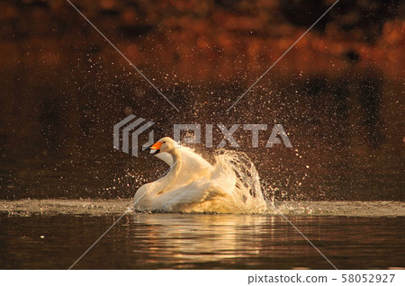 Swan in Oike 58052927