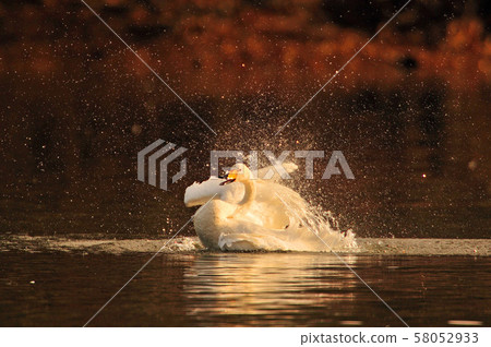 Swan in Oike Swan in Oike 58052933