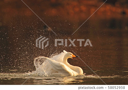 Swan in Oike 58052938