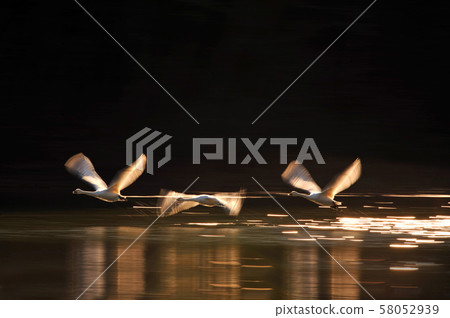 Swan in Oike 58052939