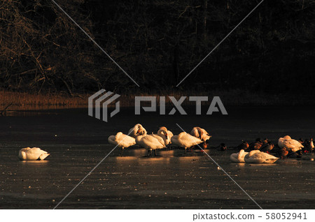 Swan in Oike Swan in Oike 58052941