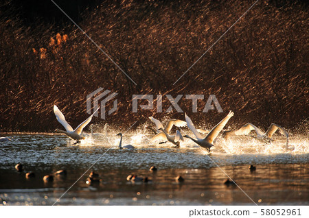 Swan in Oike Swan in Oike 58052961