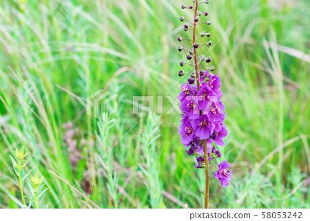 Close up beautiful flowering Verbascum phoeniceum in field 58053242