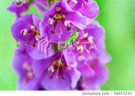 Close up beautiful flowering Verbascum phoeniceum in field 58053243
