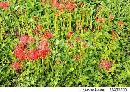 Cluster amaryllis that bloomed near Kominato Station on the Hiruzen Line (2) Cluster amaryllis that bloomed near Kominato Station on the Hiruzen Line (2) 58053263