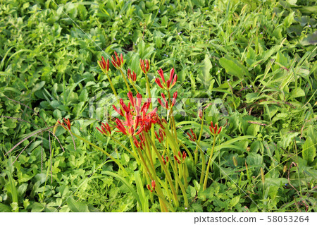 A cluster amaryllis that will become a beautiful flower (1) A cluster amaryllis that will become a beautiful flower (1) 58053264