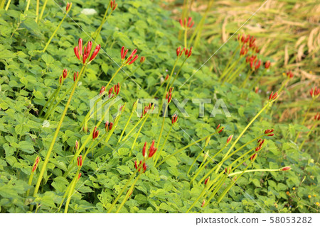 A cluster amaryllis that will become a beautiful flower (2) A cluster amaryllis that will become a beautiful flower (2) 58053282