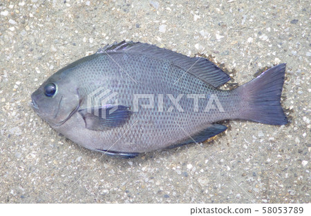 大型黑魚（Gure） 58053789