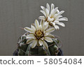 Cactus (battery) 58054084