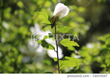 Mukge Mukge 58054087