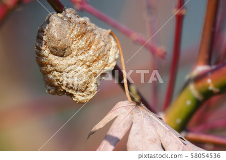 Ooka macaque eggs 58054536