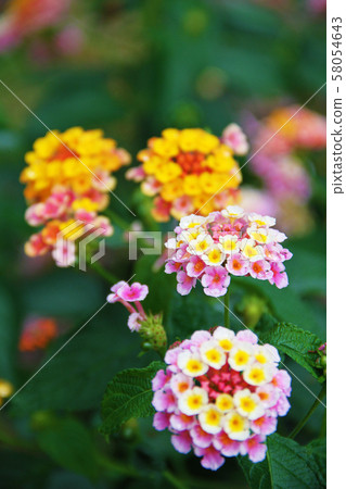 After the rain Lantana 58054643